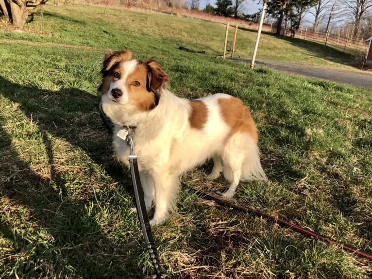 Cooper, an Australian Cattle Dog and Shih Tzu mix tested with EmbarkVet.com