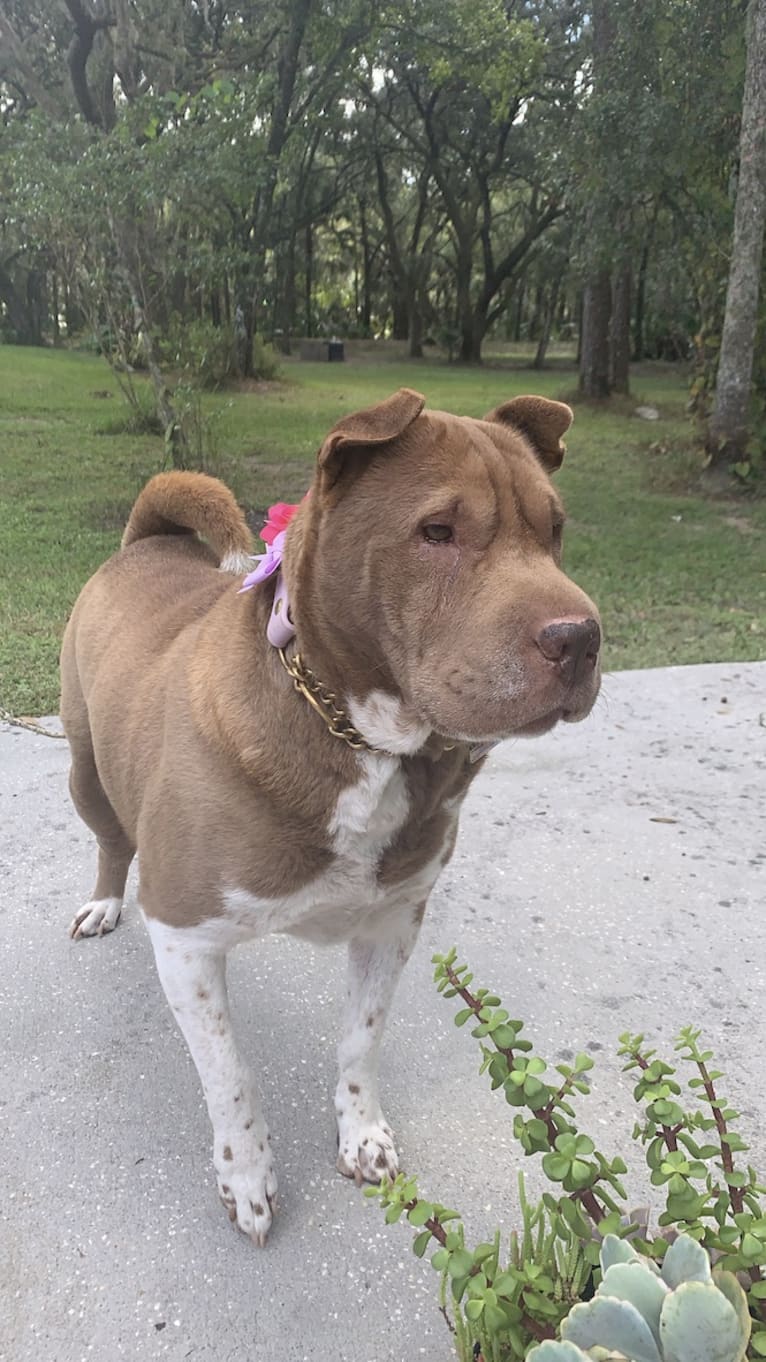 Lava, a Chinese Shar-Pei tested with EmbarkVet.com