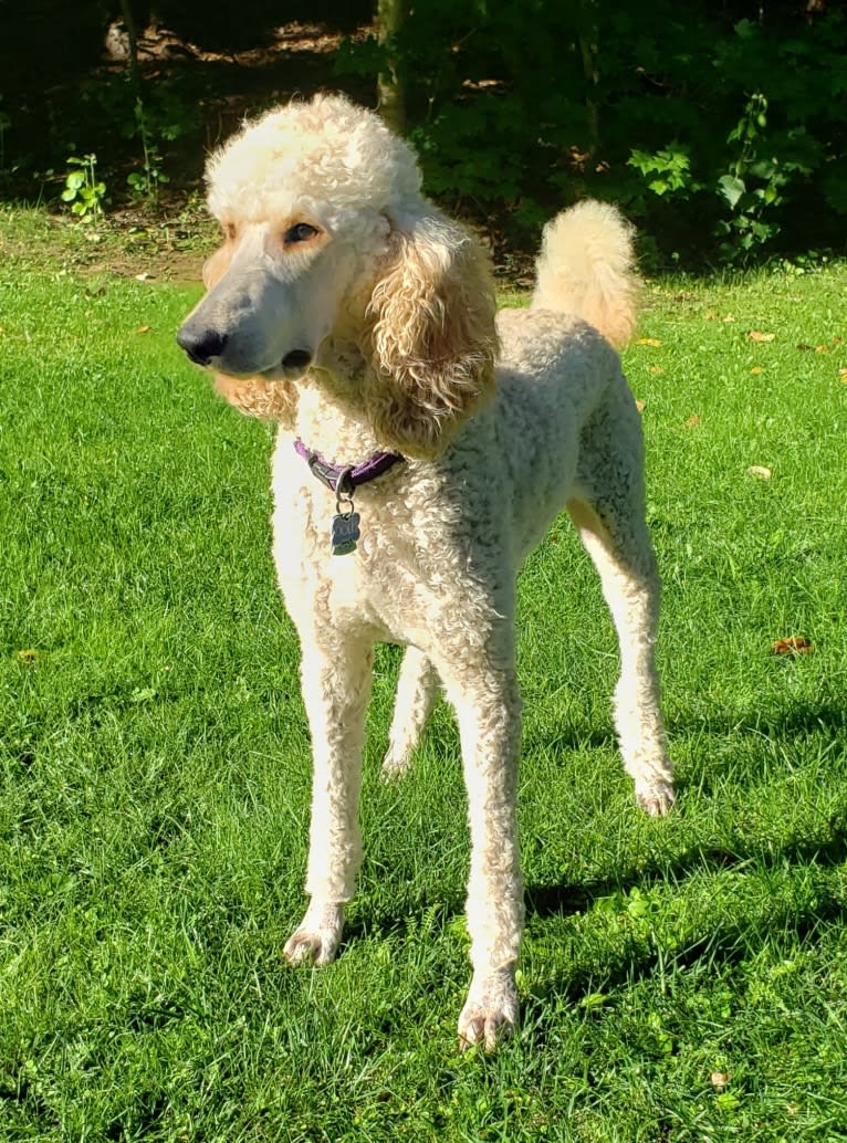 Dolli Mae, a Poodle (Standard) tested with EmbarkVet.com