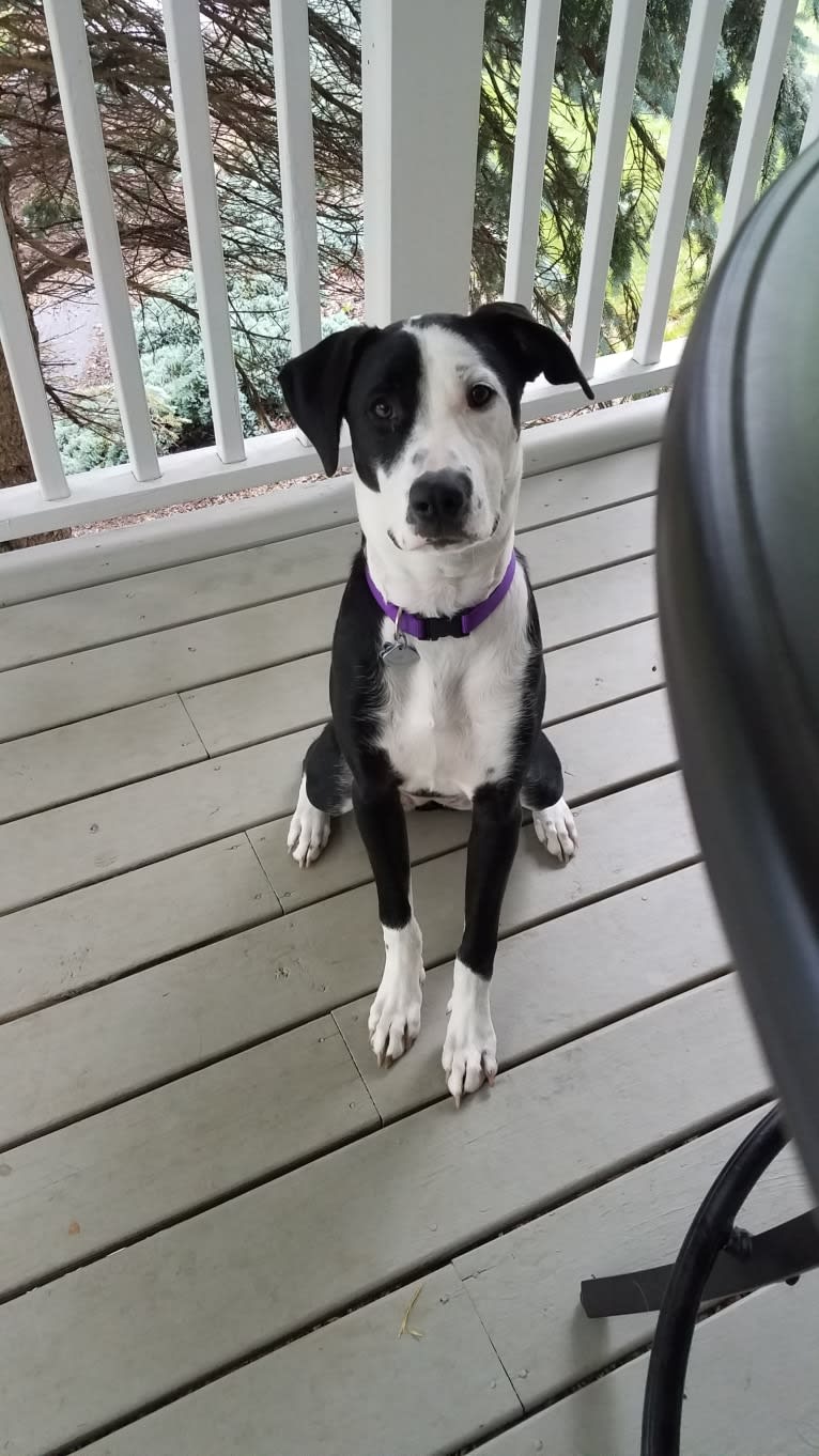 Penny, an American Bully and American Bulldog mix tested with EmbarkVet.com