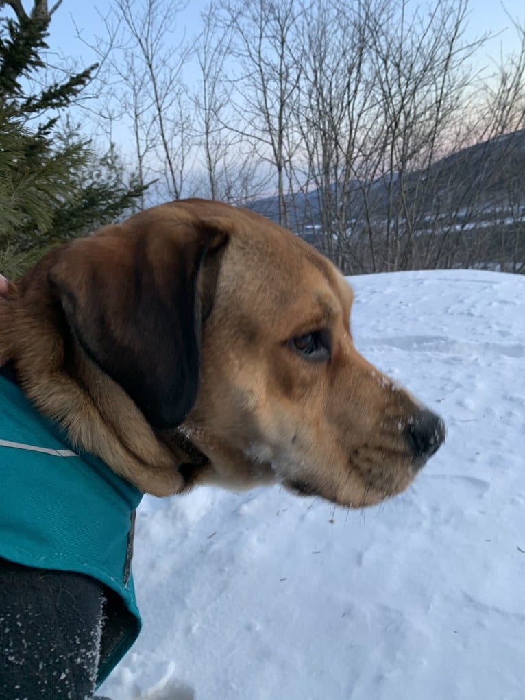 Hutch, a Cane Corso and Labrador Retriever mix tested with EmbarkVet.com