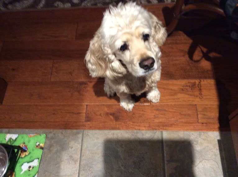 Joey, a Cocker Spaniel tested with EmbarkVet.com