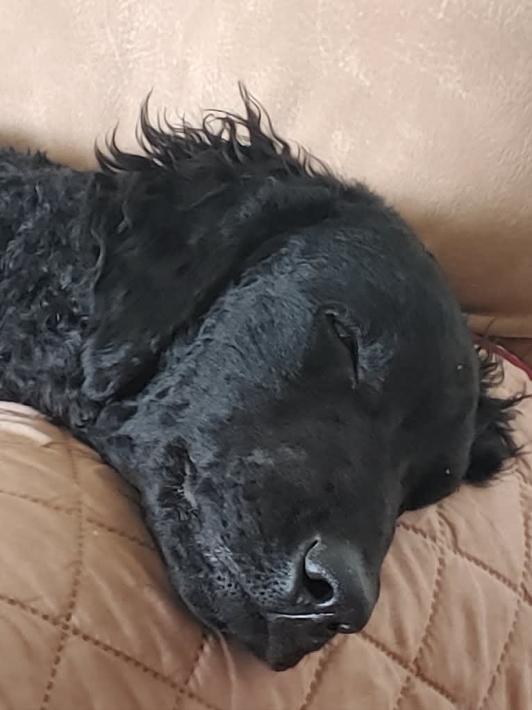 Anise, a Curly-Coated Retriever tested with EmbarkVet.com