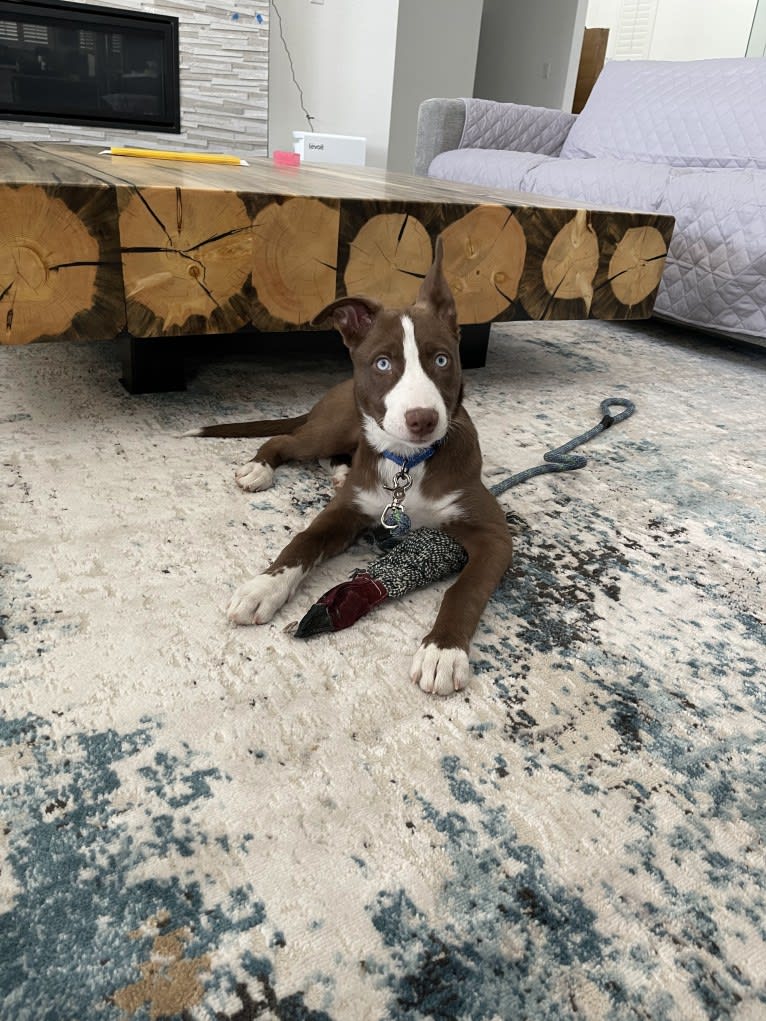 Sabine, a Siberian Husky and American Pit Bull Terrier mix tested with EmbarkVet.com