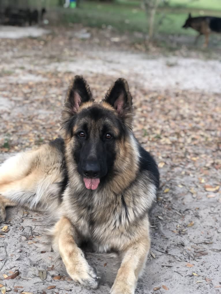 Jack, a German Shepherd Dog tested with EmbarkVet.com