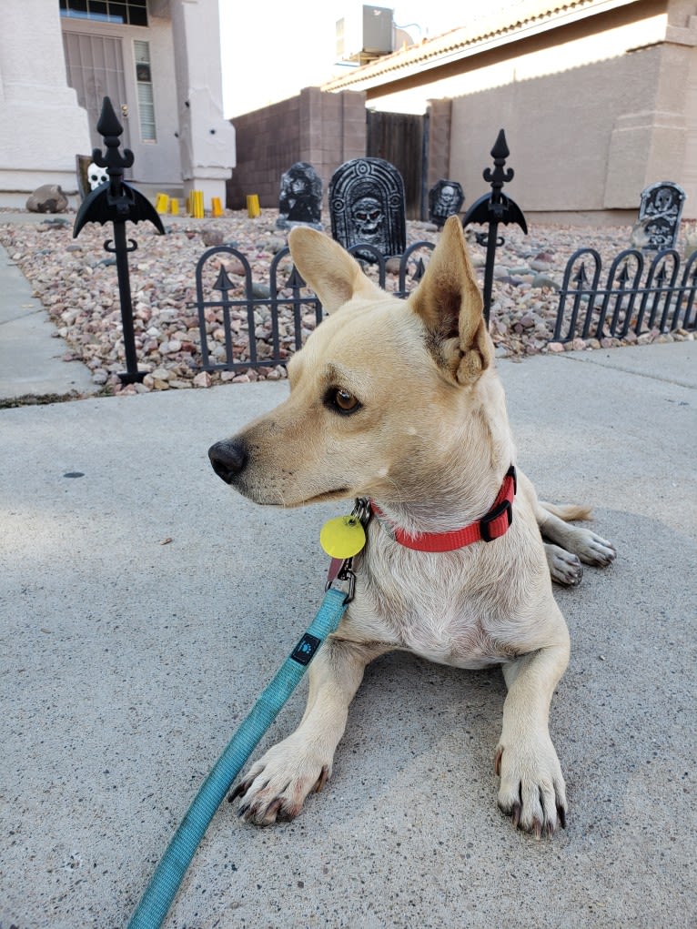 Swivel, a Chihuahua and Poodle (Small) mix tested with EmbarkVet.com