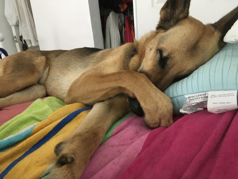 Charlotte, a German Shepherd Dog tested with EmbarkVet.com