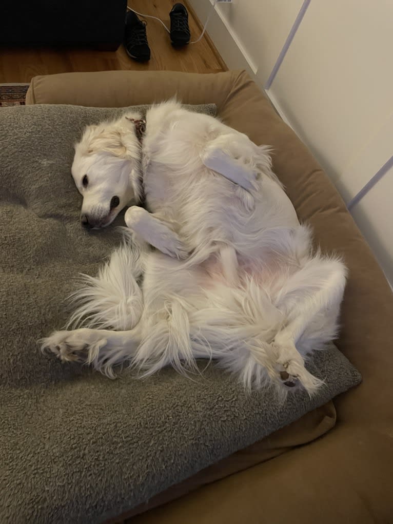 Finnegan, an Anatolian Shepherd Dog and Great Pyrenees mix tested with EmbarkVet.com
