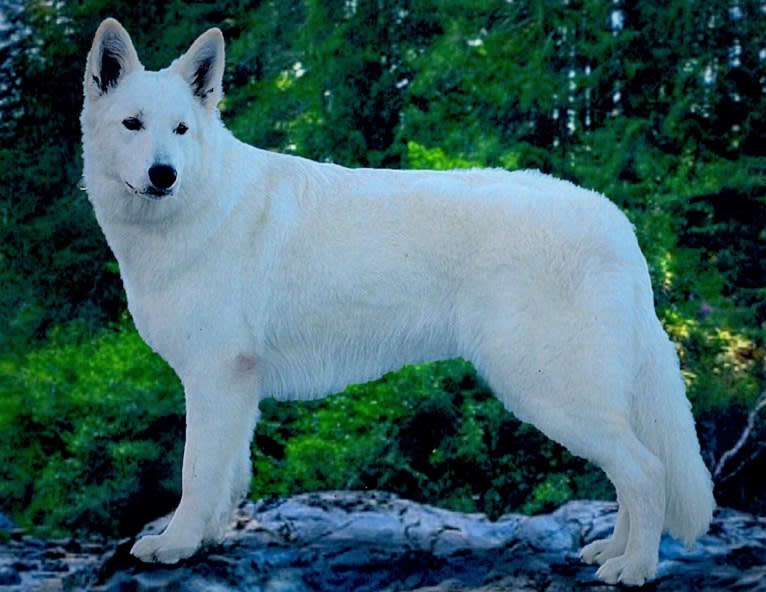 Bela, a White Shepherd tested with EmbarkVet.com