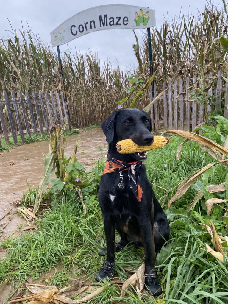 Curiosity Blue, a Labrador Retriever and Australian Shepherd mix tested with EmbarkVet.com