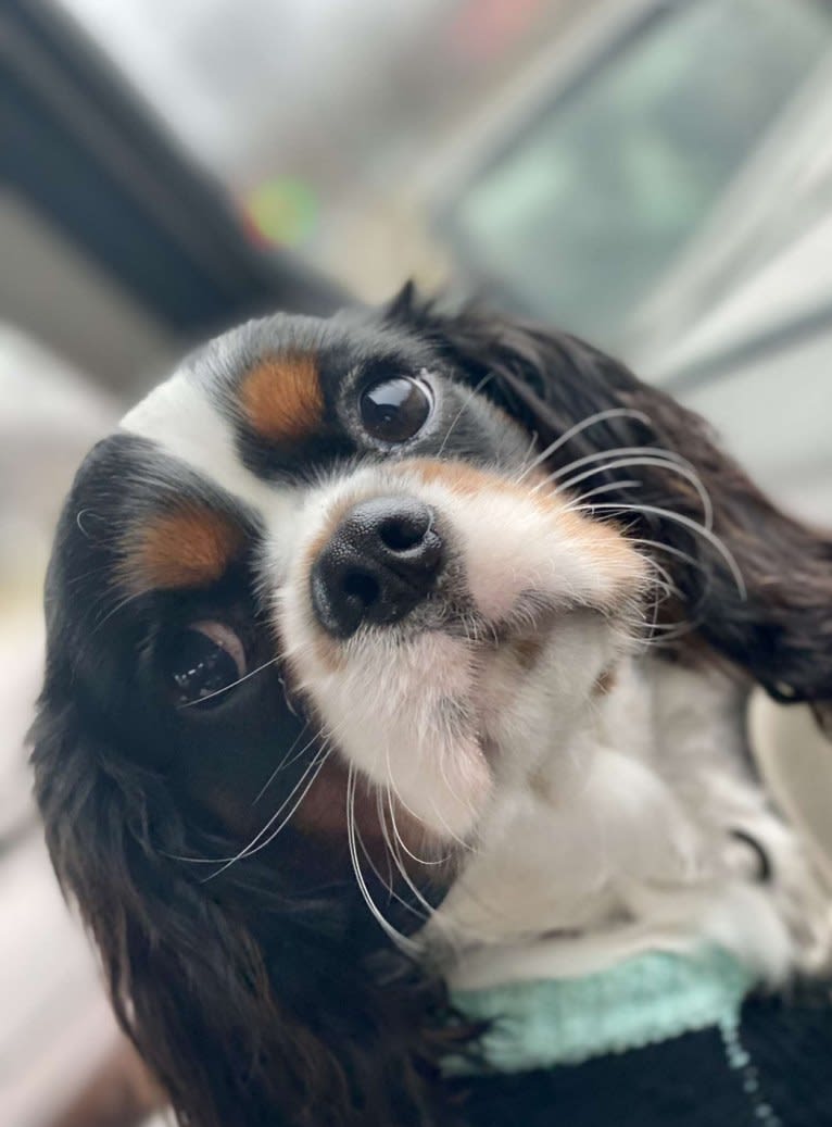 Iver McDerMutt, a Cavalier King Charles Spaniel tested with EmbarkVet.com