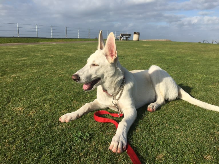 Bella, a German Shepherd Dog tested with EmbarkVet.com