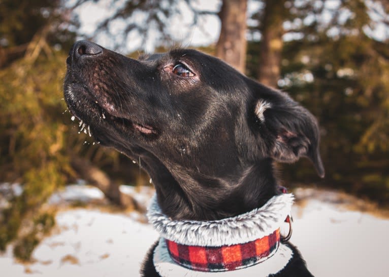 Cinder, a Newfoundland and Labrador Retriever mix tested with EmbarkVet.com