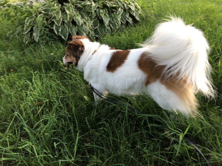 Cooper, an Australian Cattle Dog and Shih Tzu mix tested with EmbarkVet.com