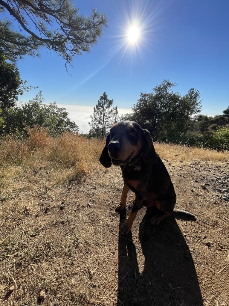 Atticus, a Bluetick Coonhound tested with EmbarkVet.com