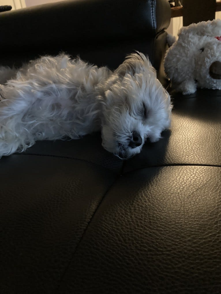 Cash Money, a Shih Tzu and Maltese mix tested with EmbarkVet.com