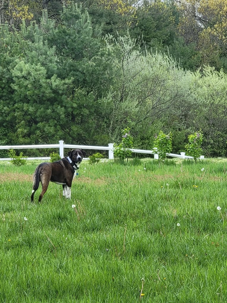 Boomer, an American Pit Bull Terrier and Labrador Retriever mix tested with EmbarkVet.com