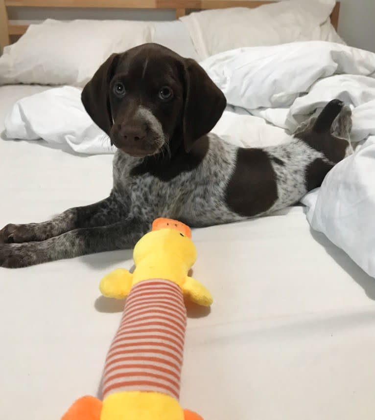 Marcela, a German Shorthaired Pointer tested with EmbarkVet.com