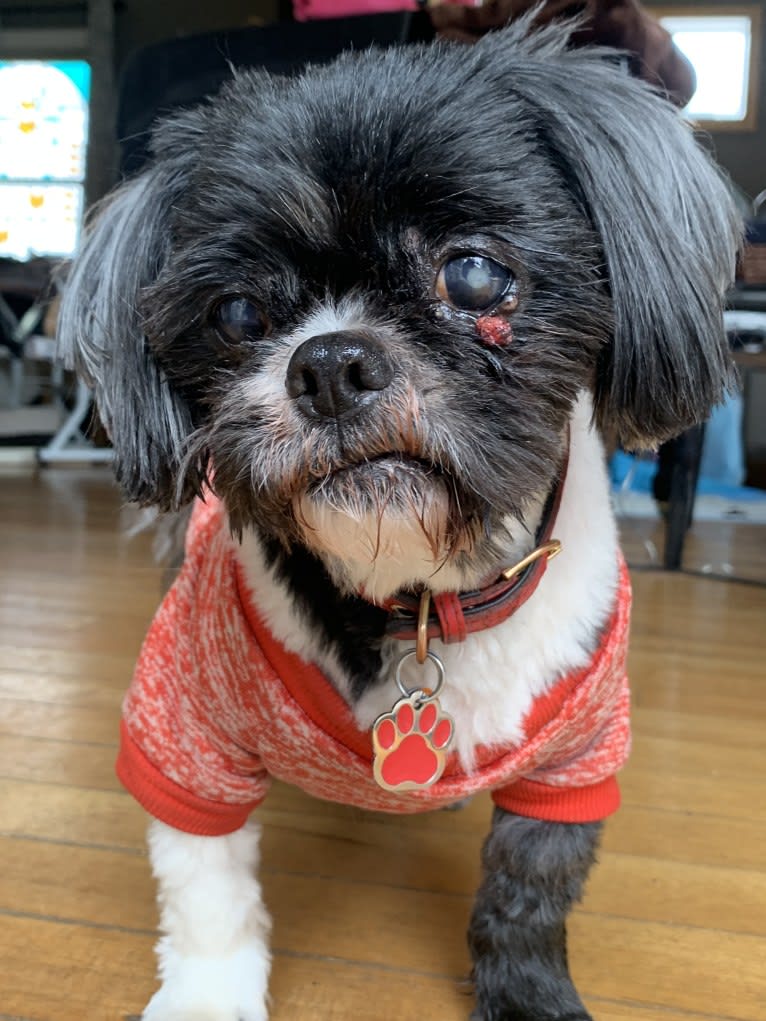 DAJ, a Shih Tzu tested with EmbarkVet.com