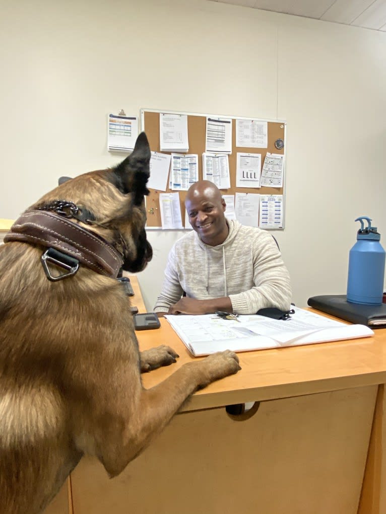 Bassie, a Dutch Shepherd tested with EmbarkVet.com