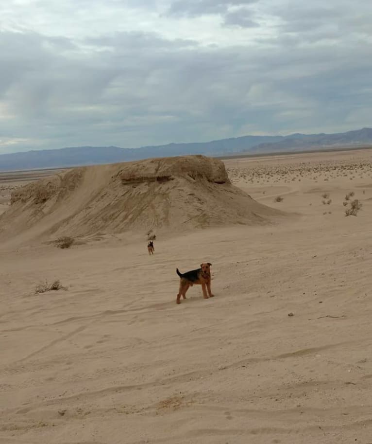 Kratos, an Airedale Terrier tested with EmbarkVet.com