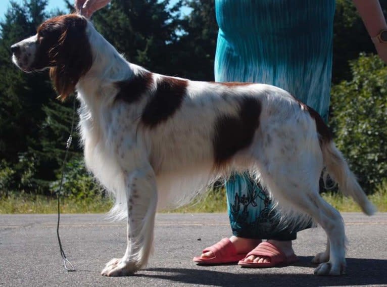 Luke, an Irish Red and White Setter tested with EmbarkVet.com