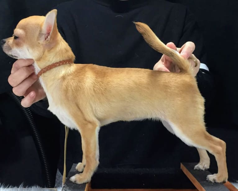 Kaia, a Chihuahua tested with EmbarkVet.com
