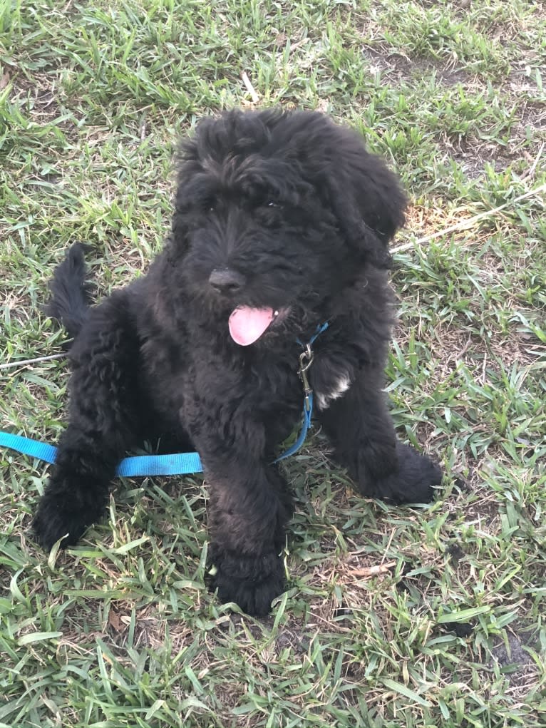 Leopold, a Newfypoo tested with EmbarkVet.com