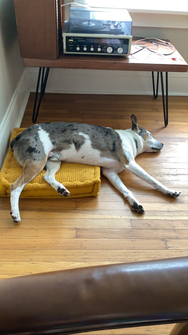 Buoy, an Australian Shepherd and Shetland Sheepdog mix tested with EmbarkVet.com