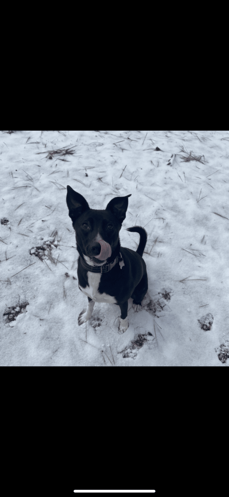 Callie, an American Pit Bull Terrier and Siberian Husky mix tested with EmbarkVet.com