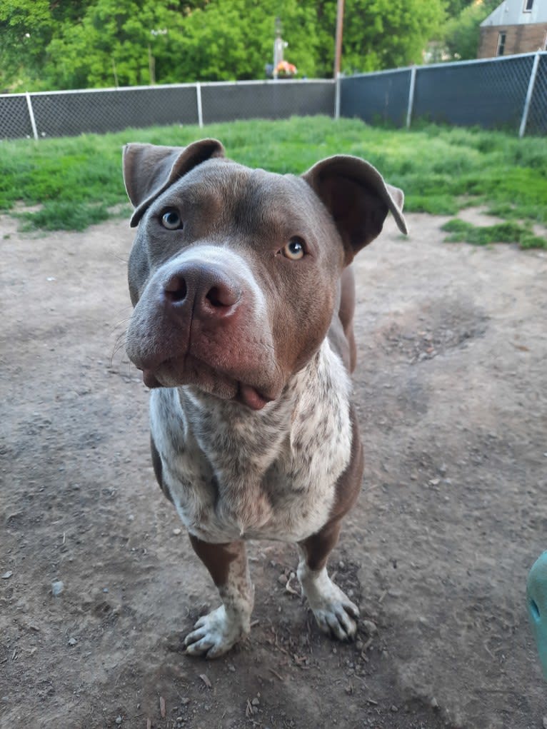 Elliot, an American Pit Bull Terrier and Australian Cattle Dog mix tested with EmbarkVet.com