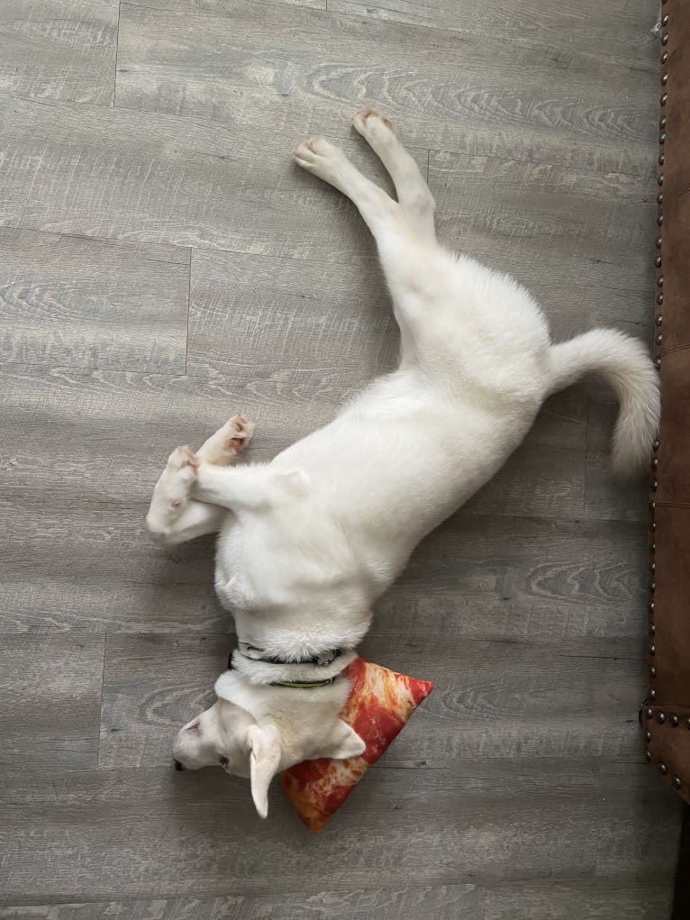 Dash, a Gerberian Shepsky (12.7% unresolved) tested with EmbarkVet.com