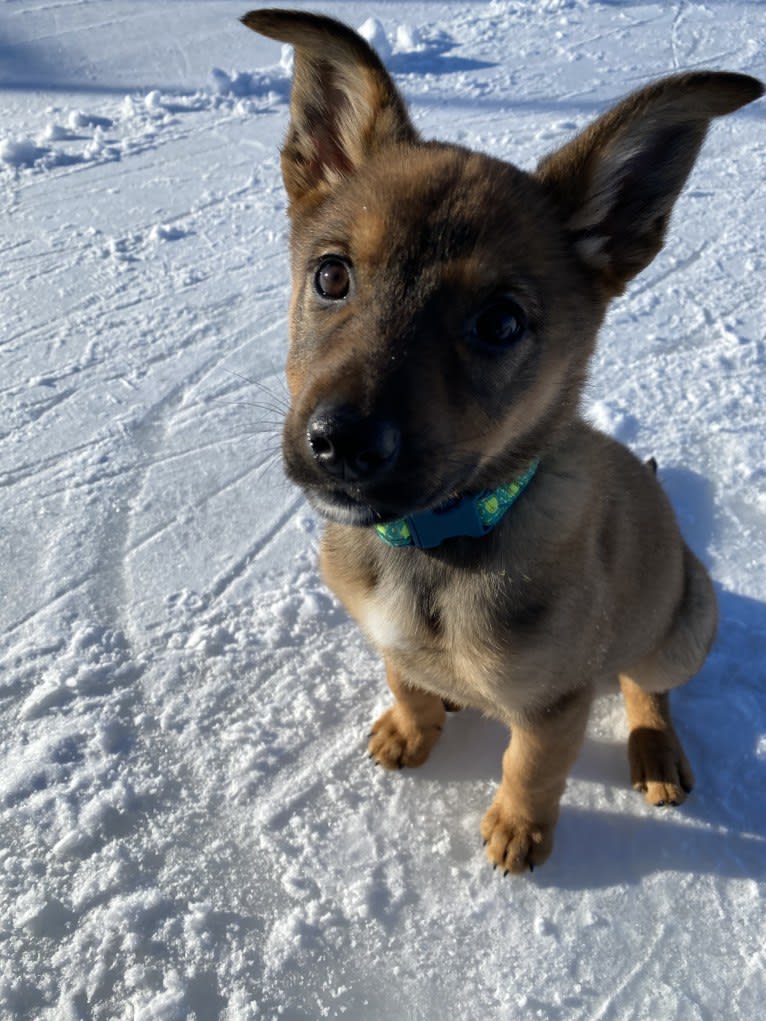 Alemã, a German Shepherd Dog and Australian Cattle Dog mix tested with EmbarkVet.com