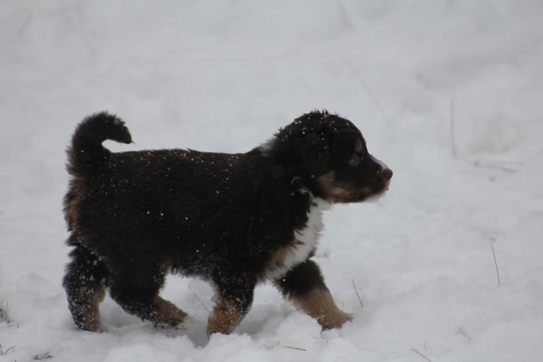 Santo, an Australian Shepherd tested with EmbarkVet.com