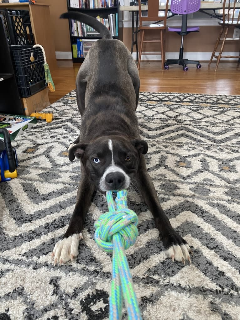 Bear, an American Pit Bull Terrier and Siberian Husky mix tested with EmbarkVet.com