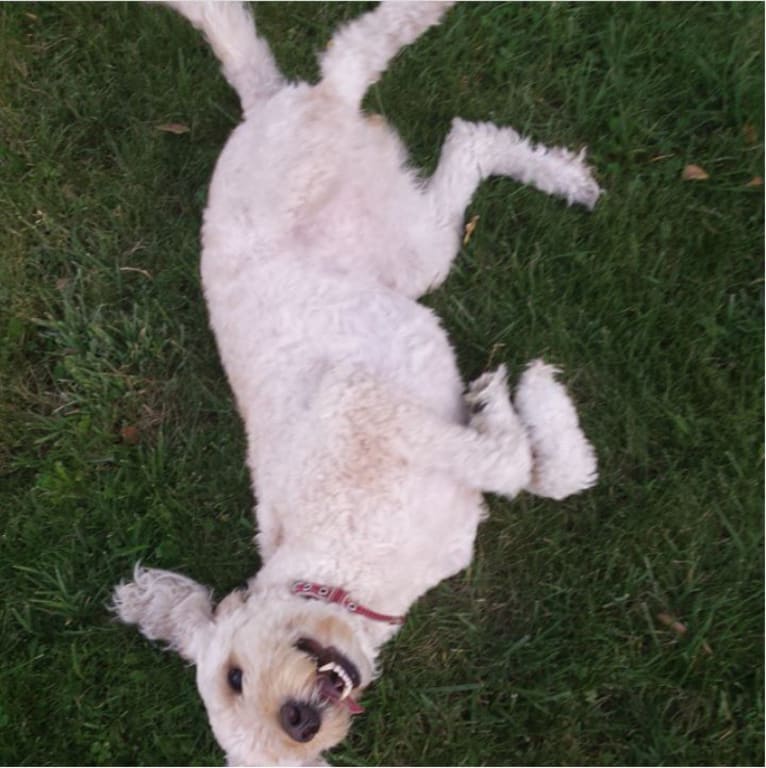 Ginger, a Goldendoodle tested with EmbarkVet.com