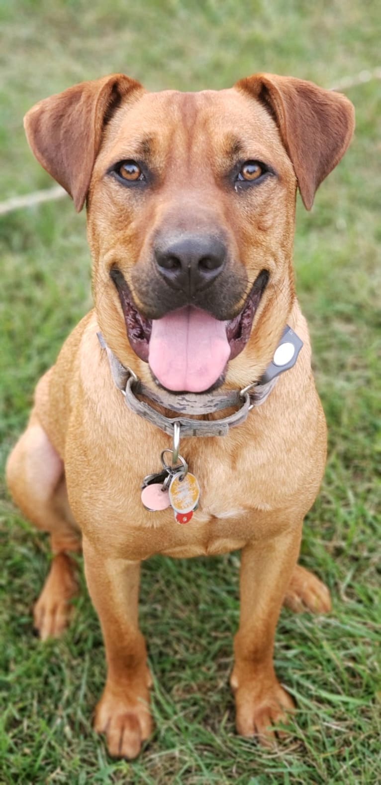 Red, a Redbone Coonhound and American Bulldog mix tested with EmbarkVet.com