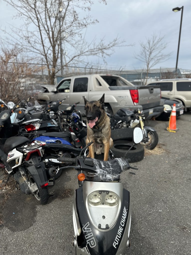 Linus, a Belgian Shepherd tested with EmbarkVet.com