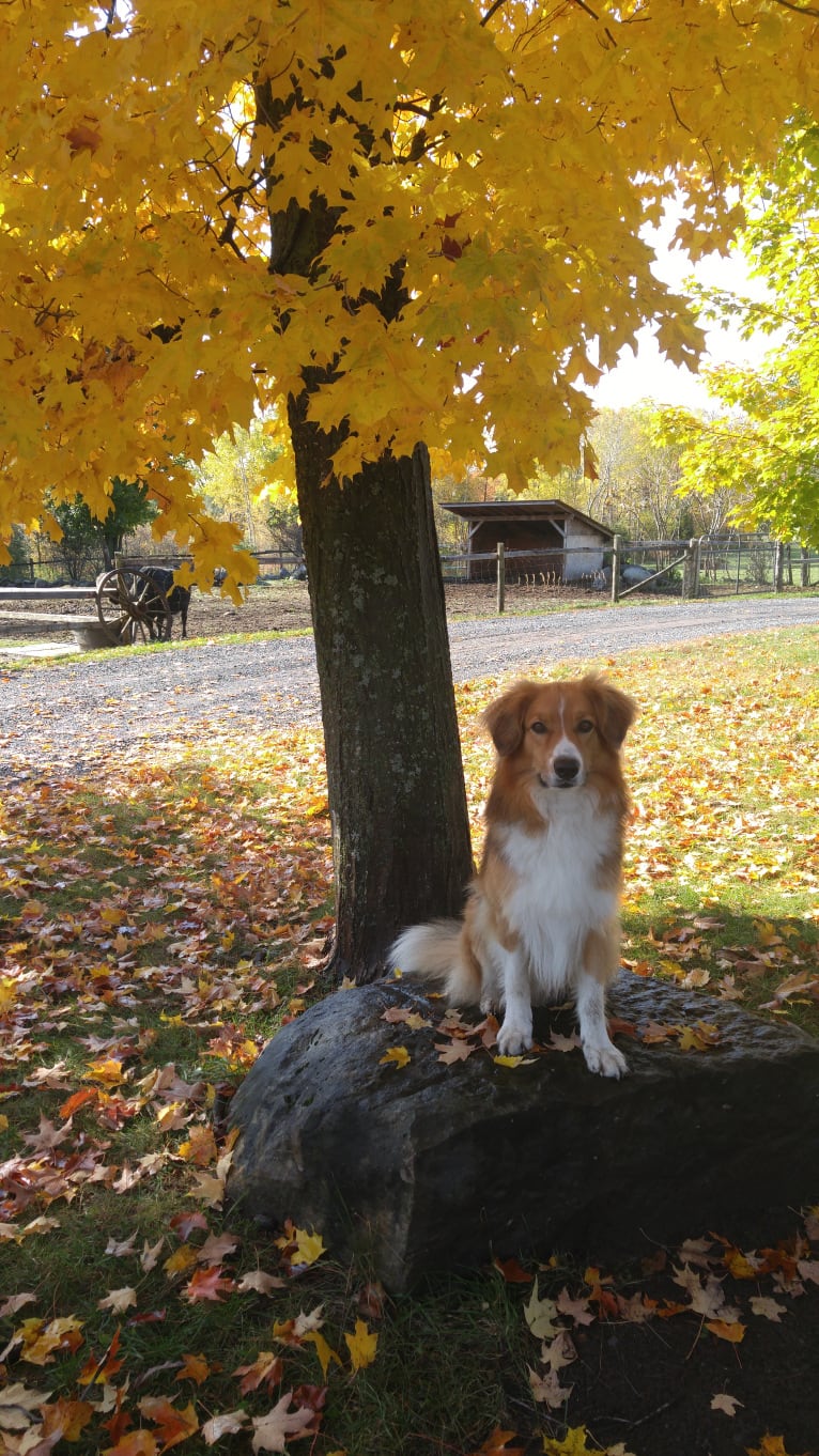 Buddy, a German Shepherd Dog and Collie mix tested with EmbarkVet.com