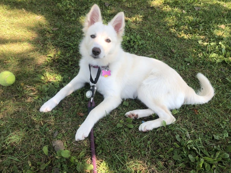 Kia, a German Shepherd Dog and Siberian Husky mix tested with EmbarkVet.com