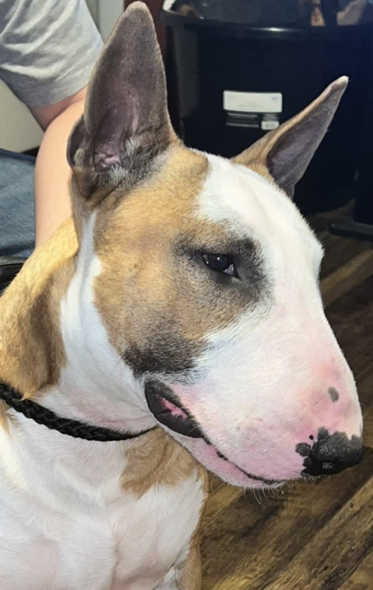 Julius Caesar, a Bull Terrier tested with EmbarkVet.com