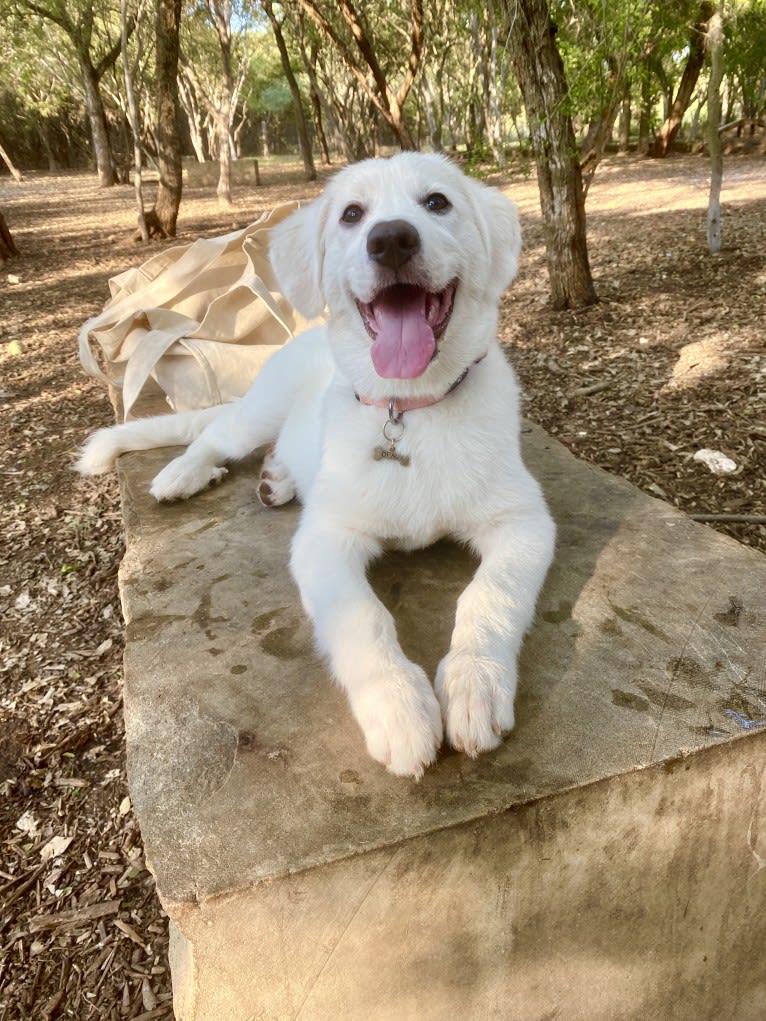 Opal, a Great Pyrenees and German Shepherd Dog mix tested with EmbarkVet.com