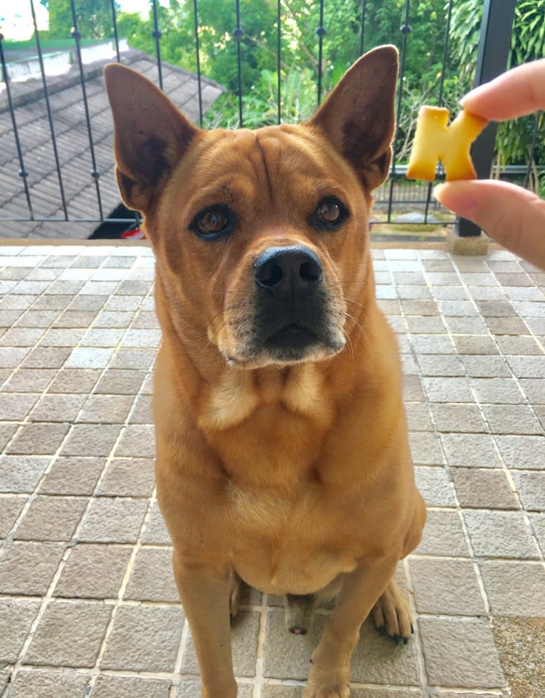 Khaotoo, a Chow Chow and Rottweiler mix tested with EmbarkVet.com