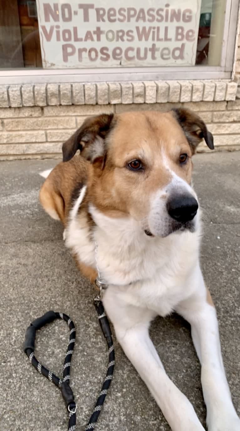 Cujo, a Great Pyrenees and Rottweiler mix tested with EmbarkVet.com