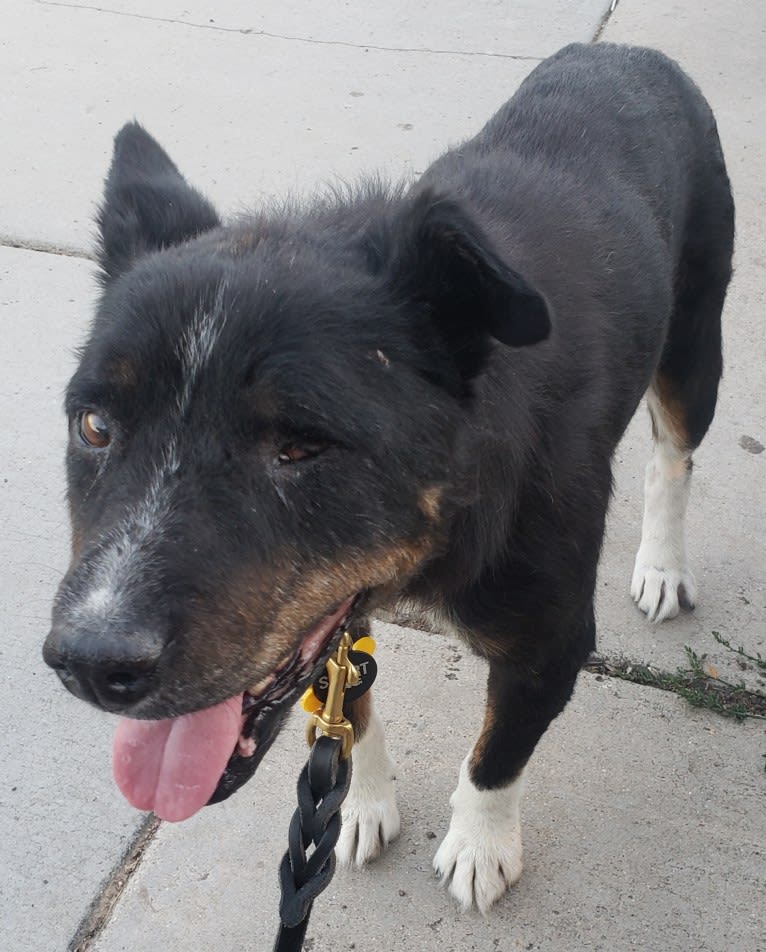 Leonard a.k.a Lenny (Rescue Rovers Novak), an Australian Cattle Dog and American Pit Bull Terrier mix tested with EmbarkVet.com