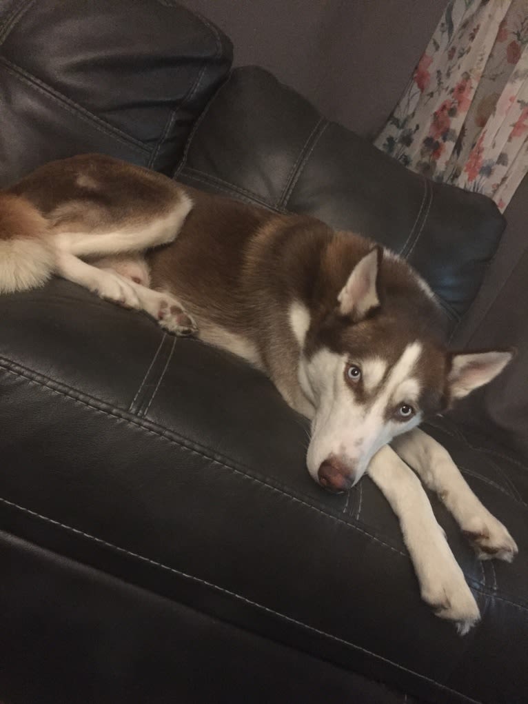 Titan, a Gerberian Shepsky tested with EmbarkVet.com