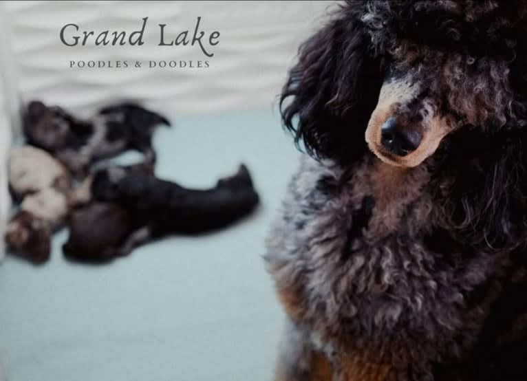 Nash, a Poodle tested with EmbarkVet.com
