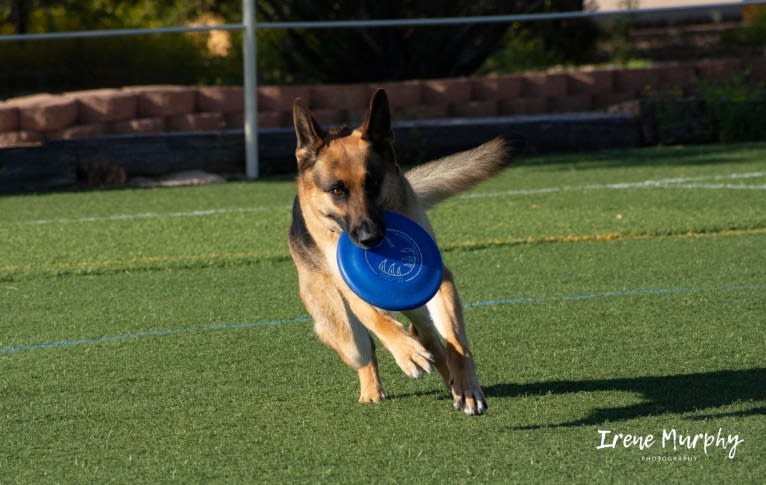 Jonas, a German Shepherd Dog tested with EmbarkVet.com