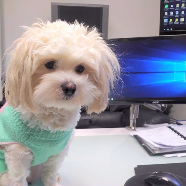 Maggie, a Maltese and Poodle (Small) mix tested with EmbarkVet.com