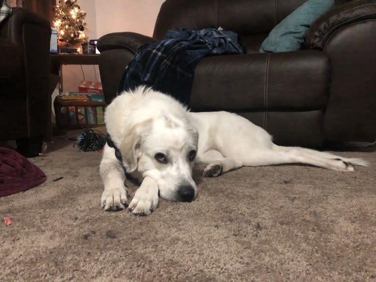 Neva, a Great Pyrenees tested with EmbarkVet.com